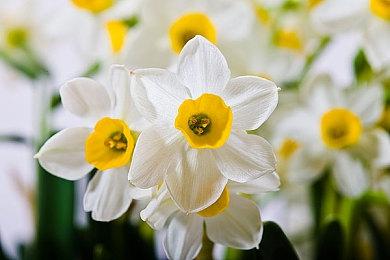 《恶魔新娘》系列新作Steam页面上线 年内发售